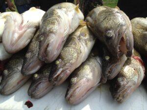 monster walleyes